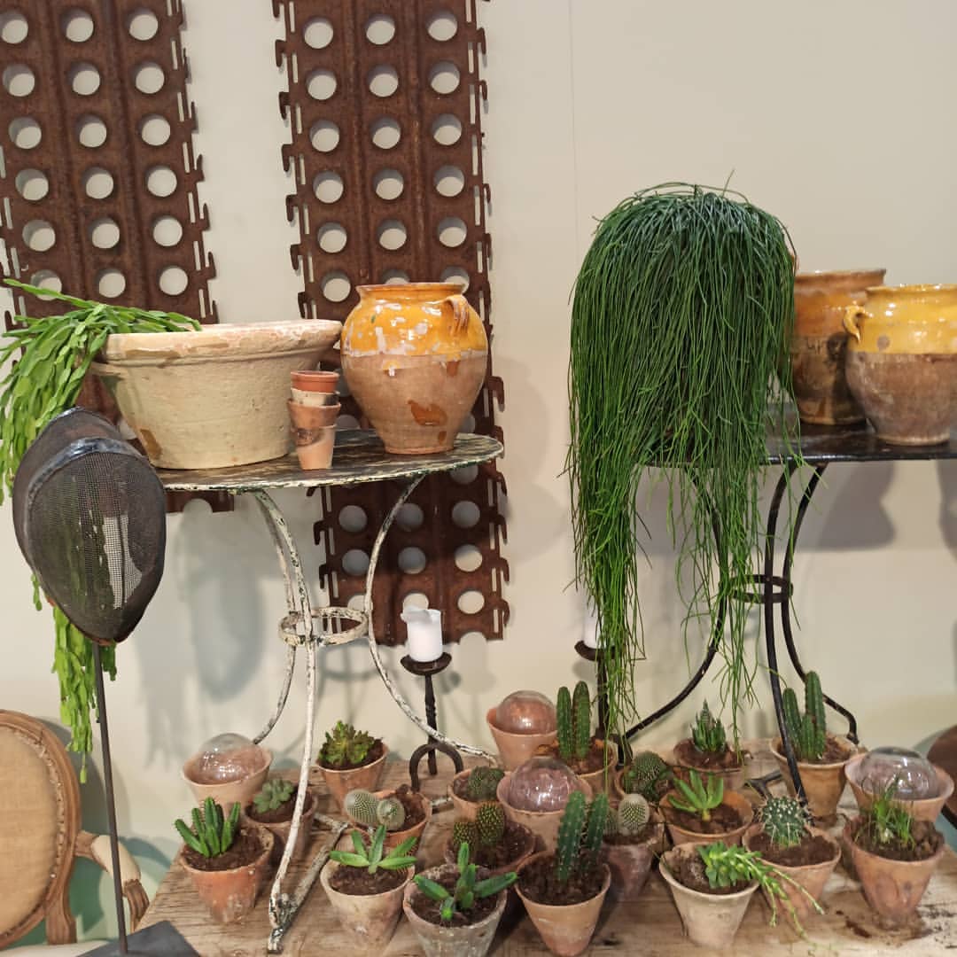 Plantas y todo tipo 