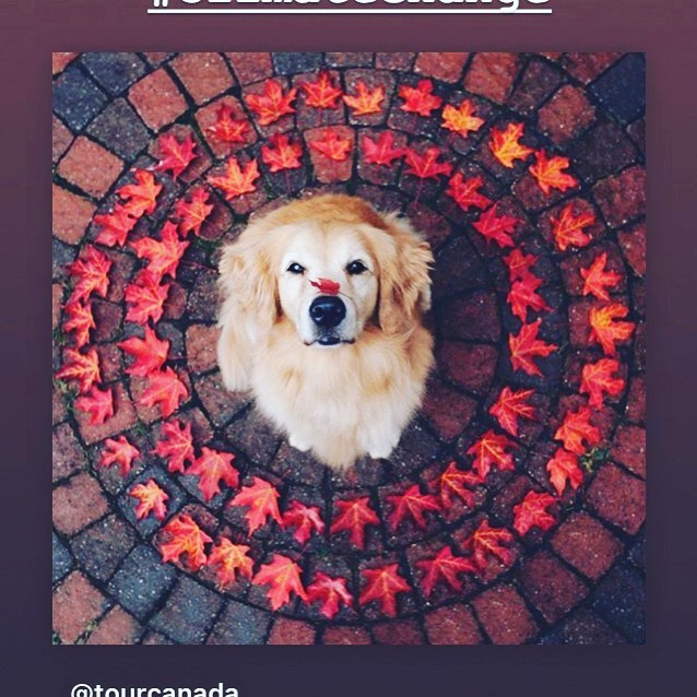 It just is autumn 