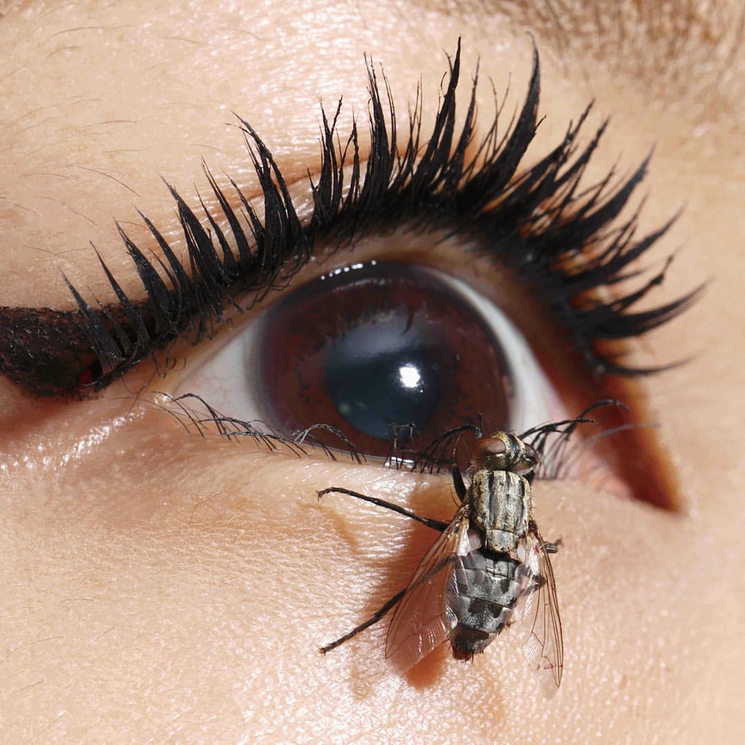 Eye spy a fly C