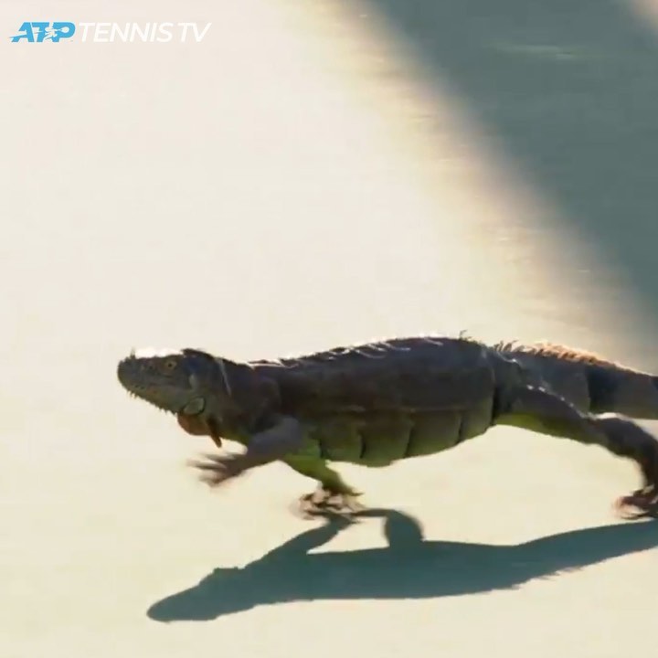 When an iguana stole