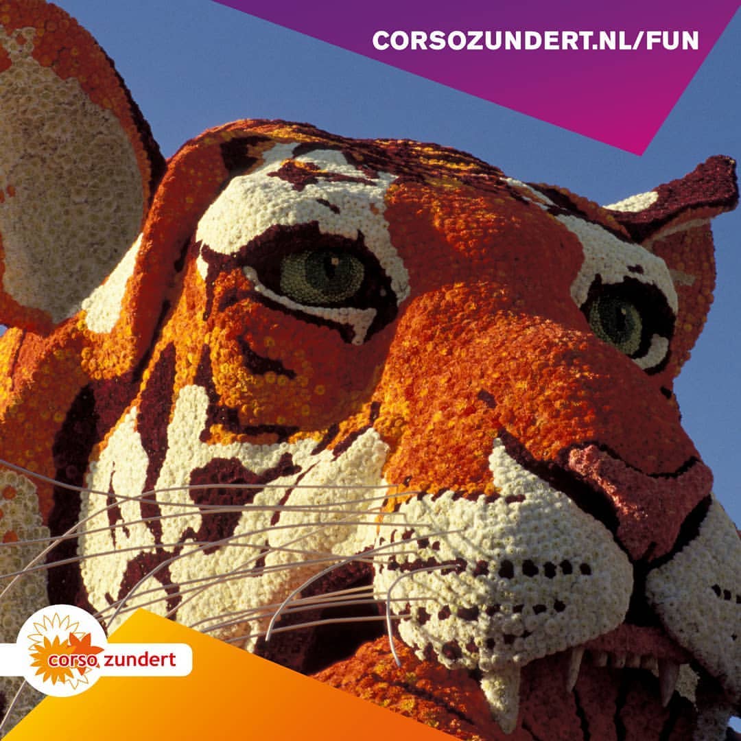 Ook zonder Corso Zun
