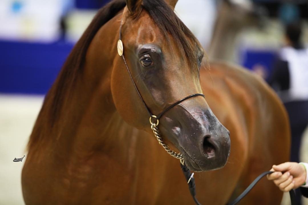The Dubai Internatio