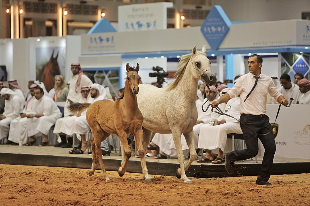 Meet the horse that 