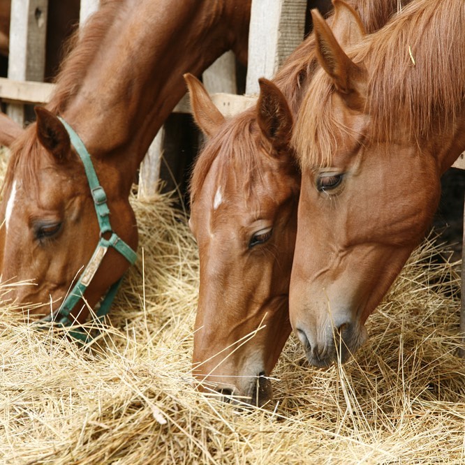For a lot of horse o