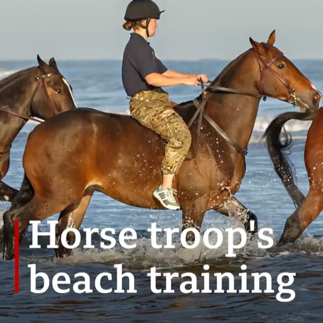 These horses have sw