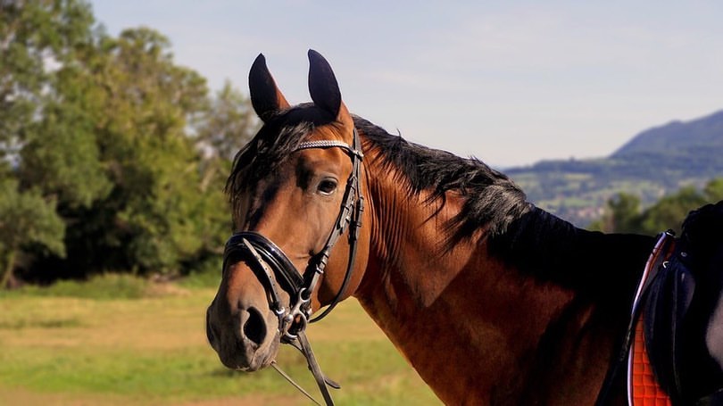 Al Khail Equestrian 