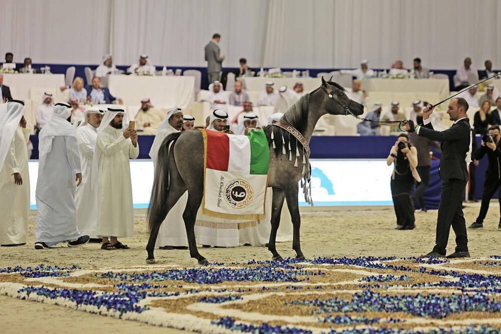 Arabian Horse Compet
