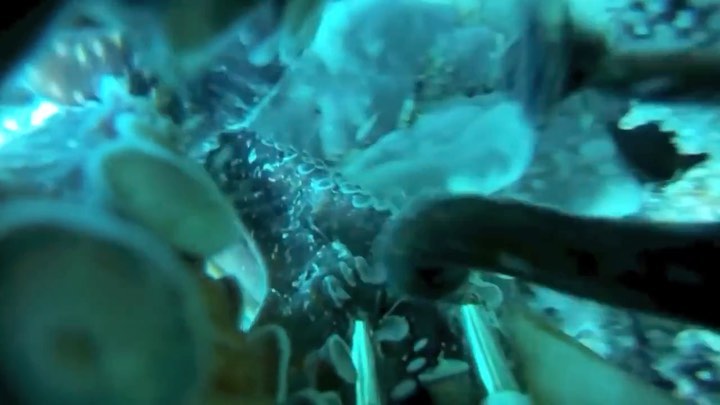 Animal Cinema
