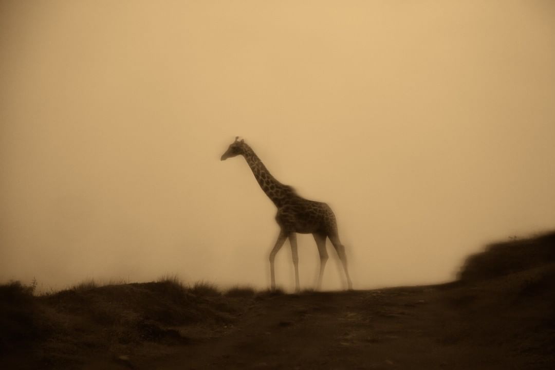Doron Talmi Giraff