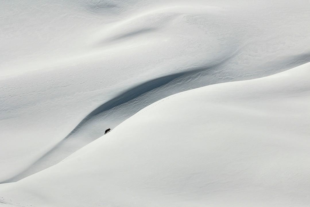 Maurizio Pol A fox
