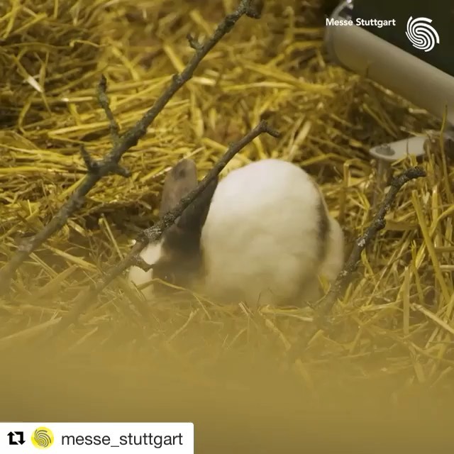 Repost messe stutt