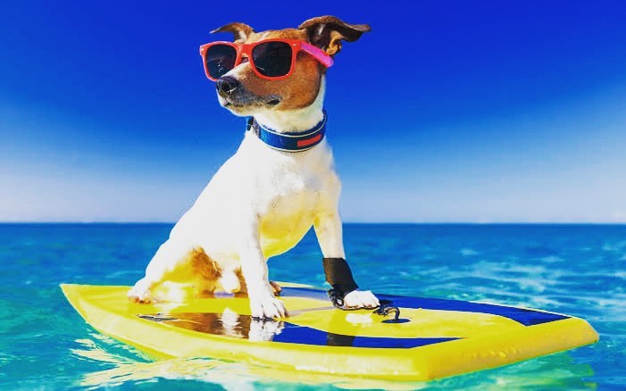 Summer pet holida