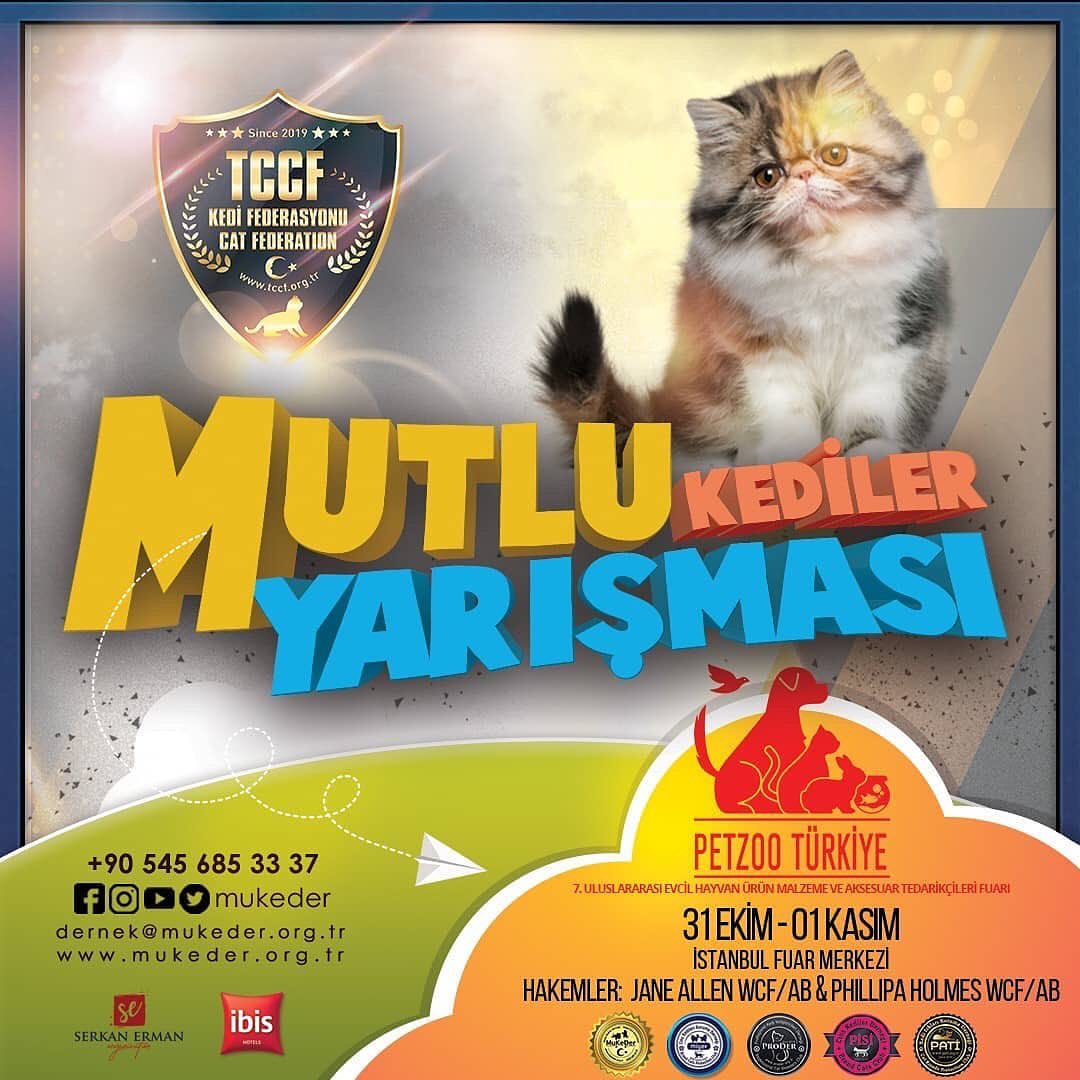 Tm kediler Mutlu o