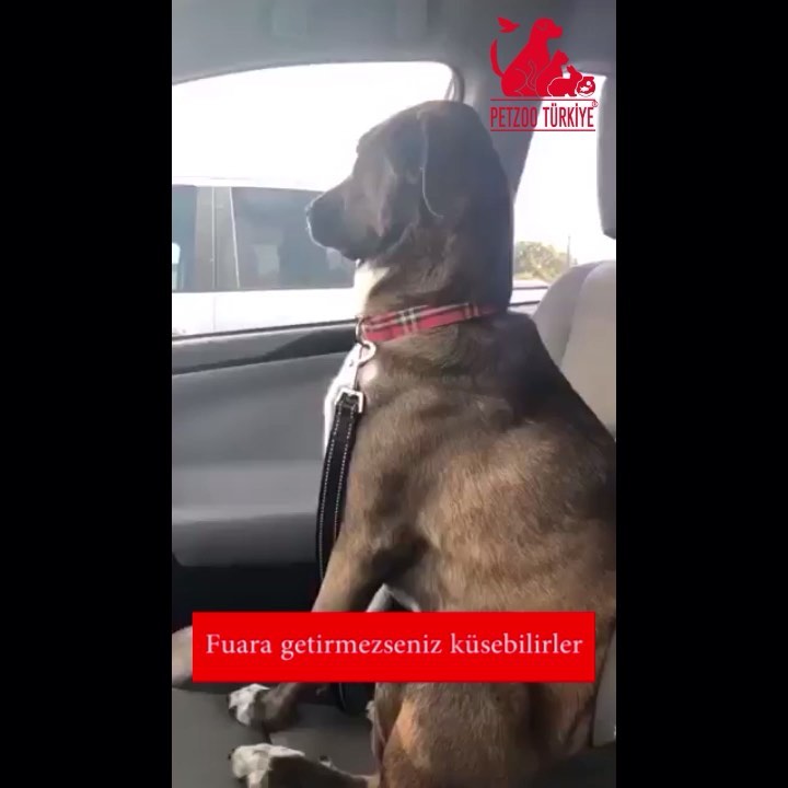 Fuar getirmezseniz k