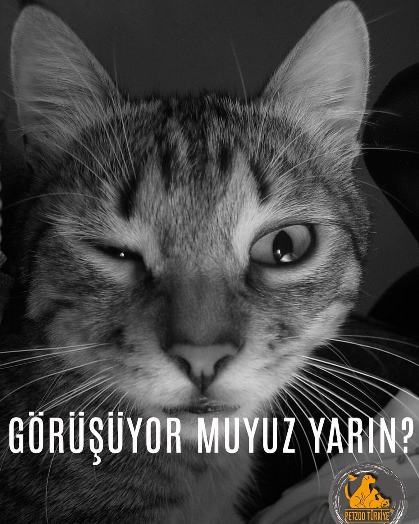 Petzoo Yarn al