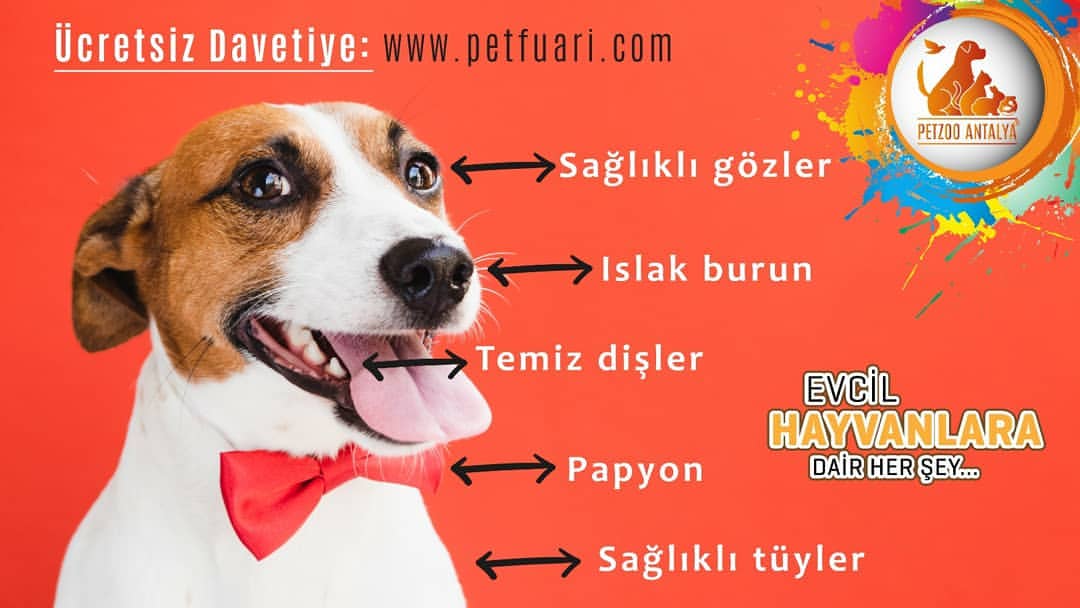 Merak ettiklerin ve 