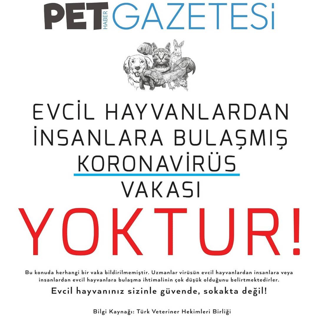 Evcil hayvannz s