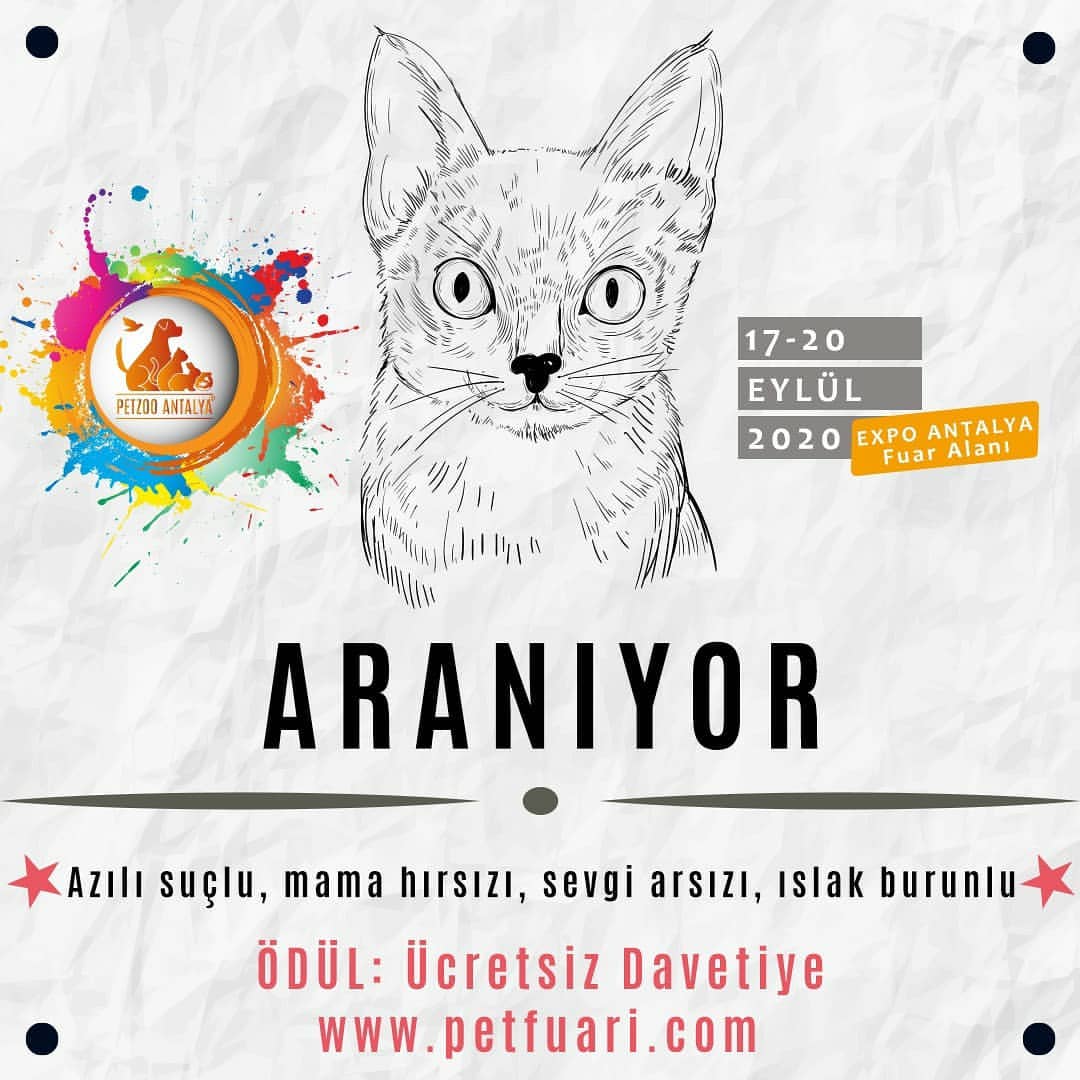 Tarife uyan bir kedi