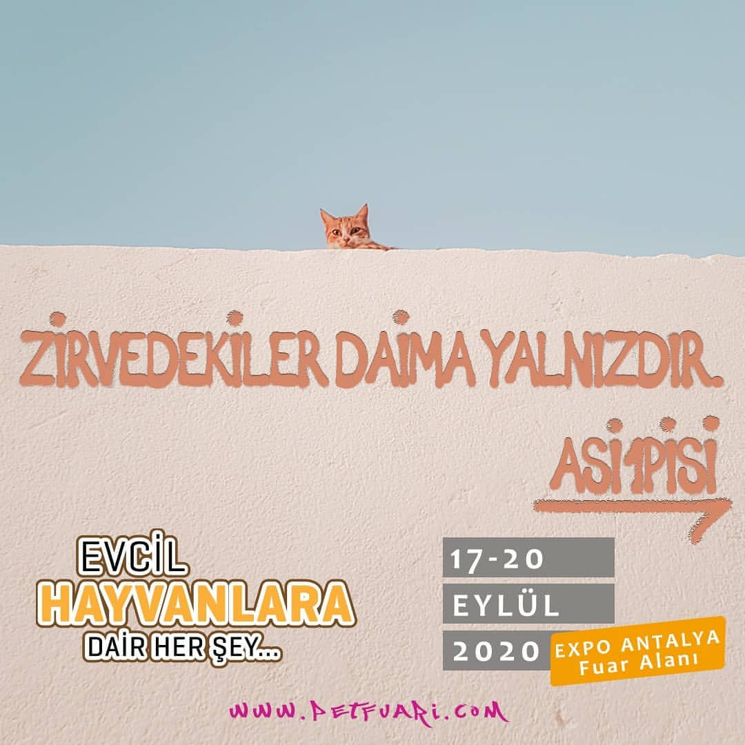 Zirvedeki pisilerin 
