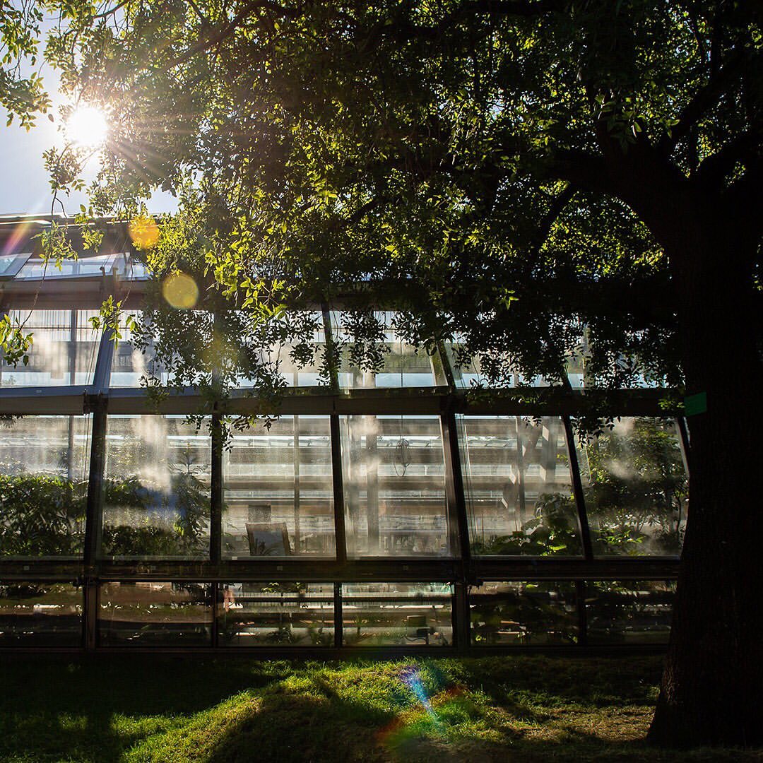 The greenery of Rola