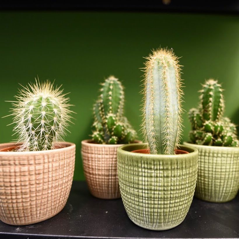 Cacti never go out o
