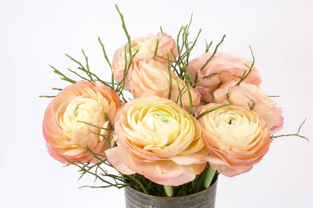 The early bloomer se