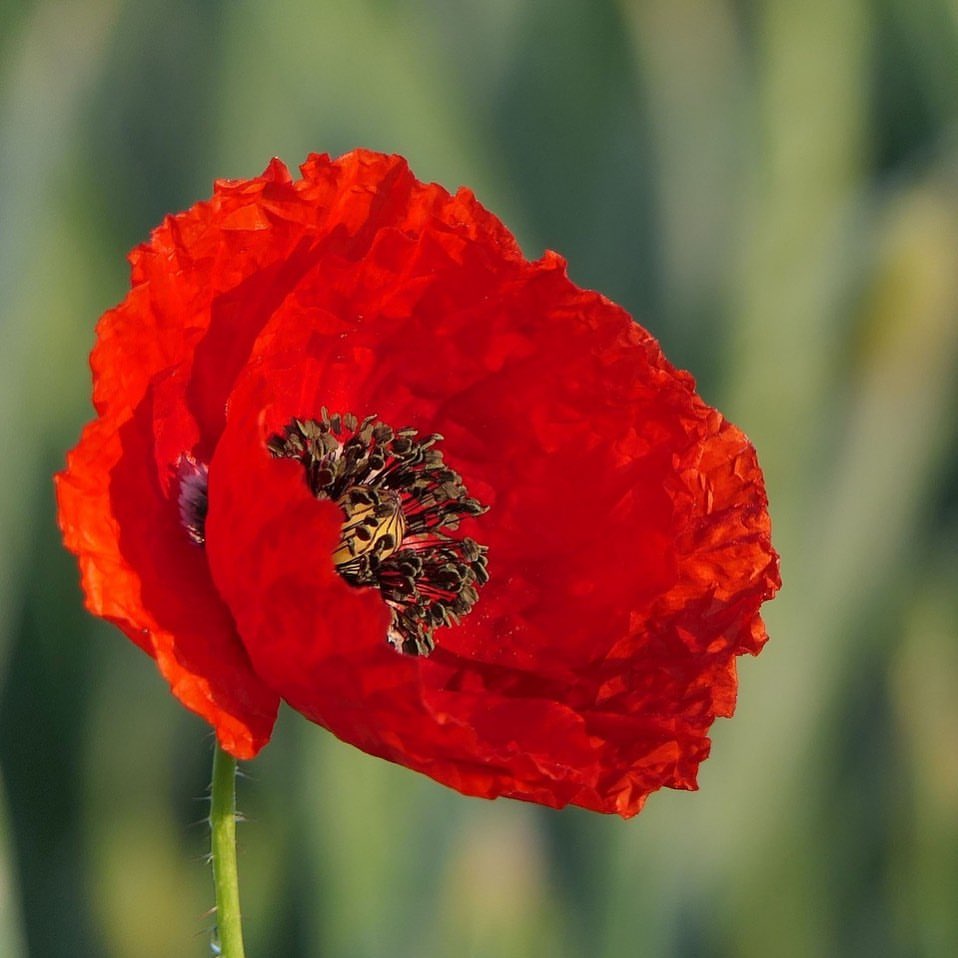 Bright red and at 