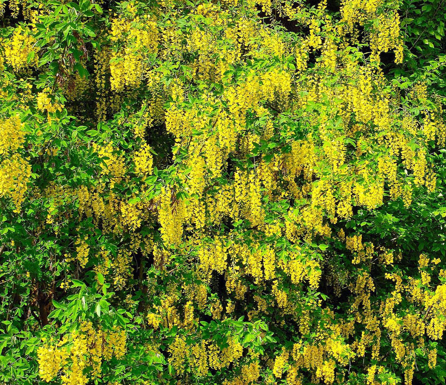 The laburnum blooms 