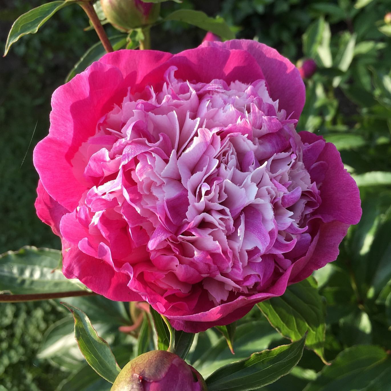 Peonies belong to Wh