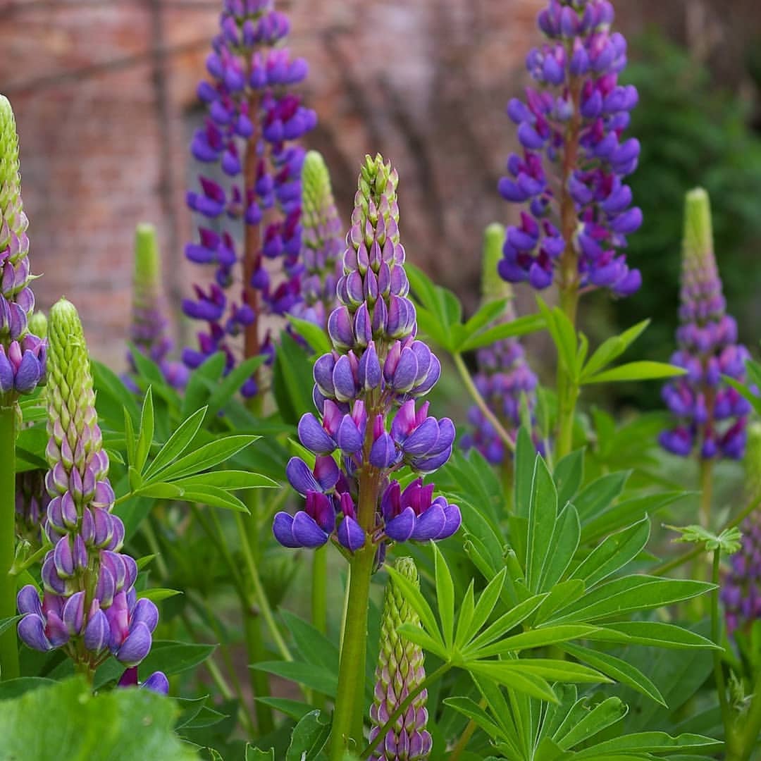 Lupin seeds have the