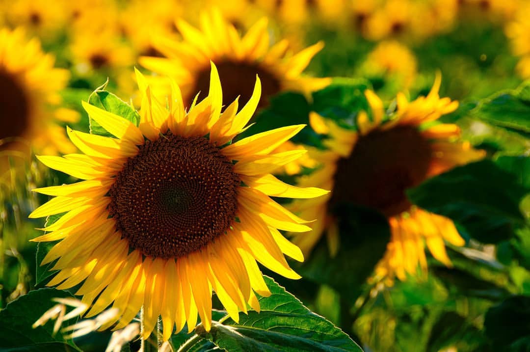 The sunflower as it