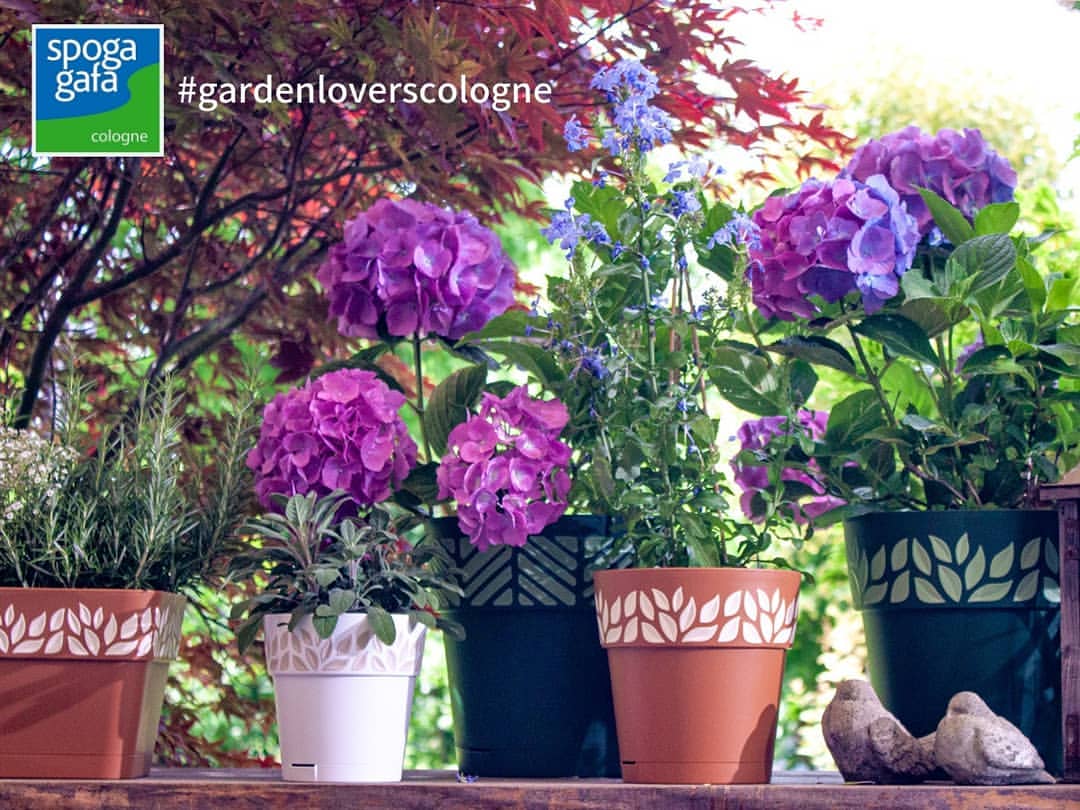 Our next gardenlove