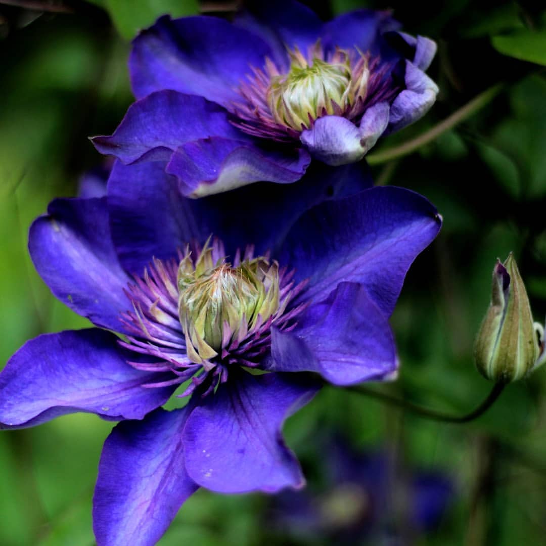 Clematis is often re