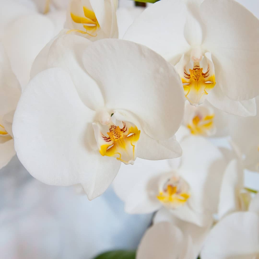 Every orchid blossom
