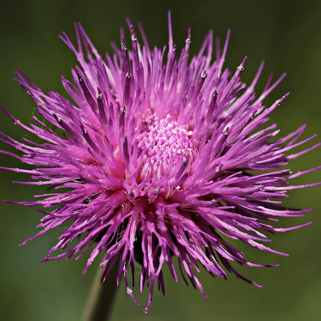 Beautiful but prickl