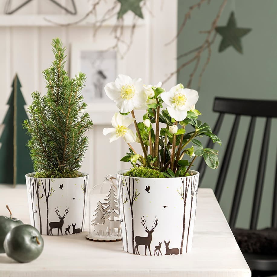 A deer family grazes
