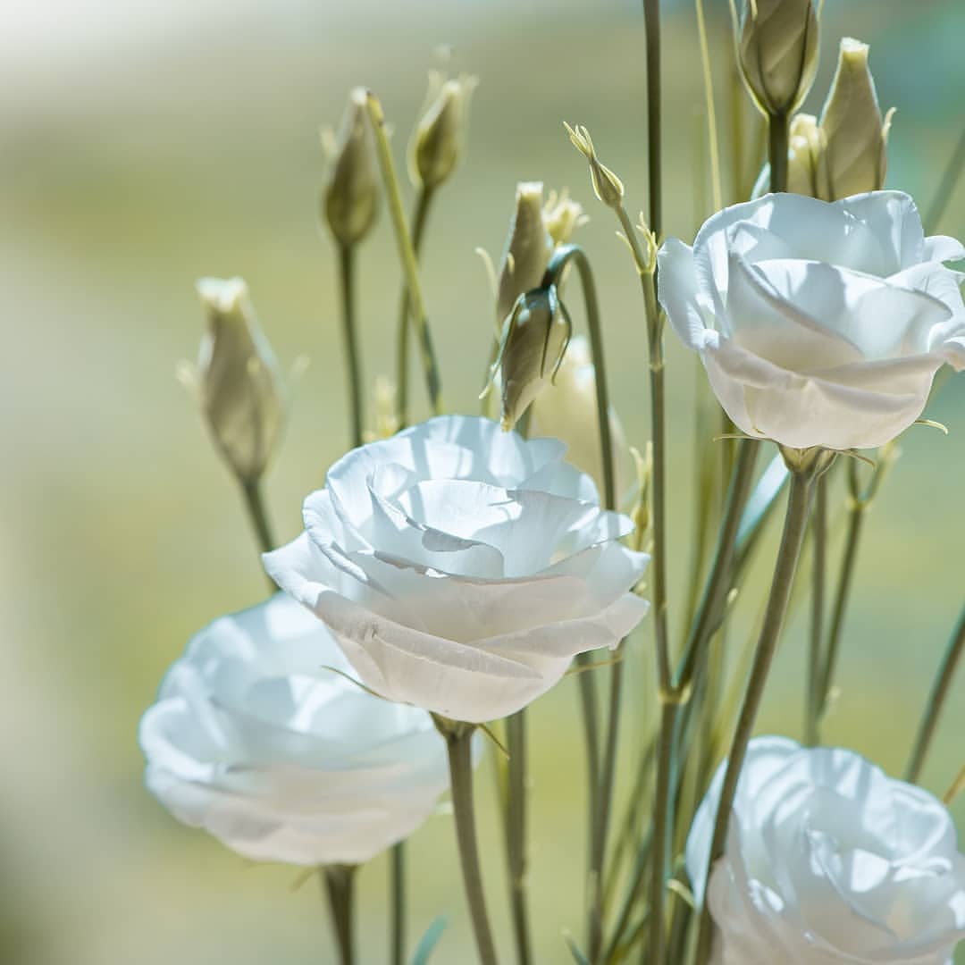 The Lisianthus from 