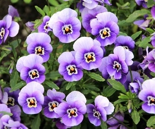 Large flowers with f