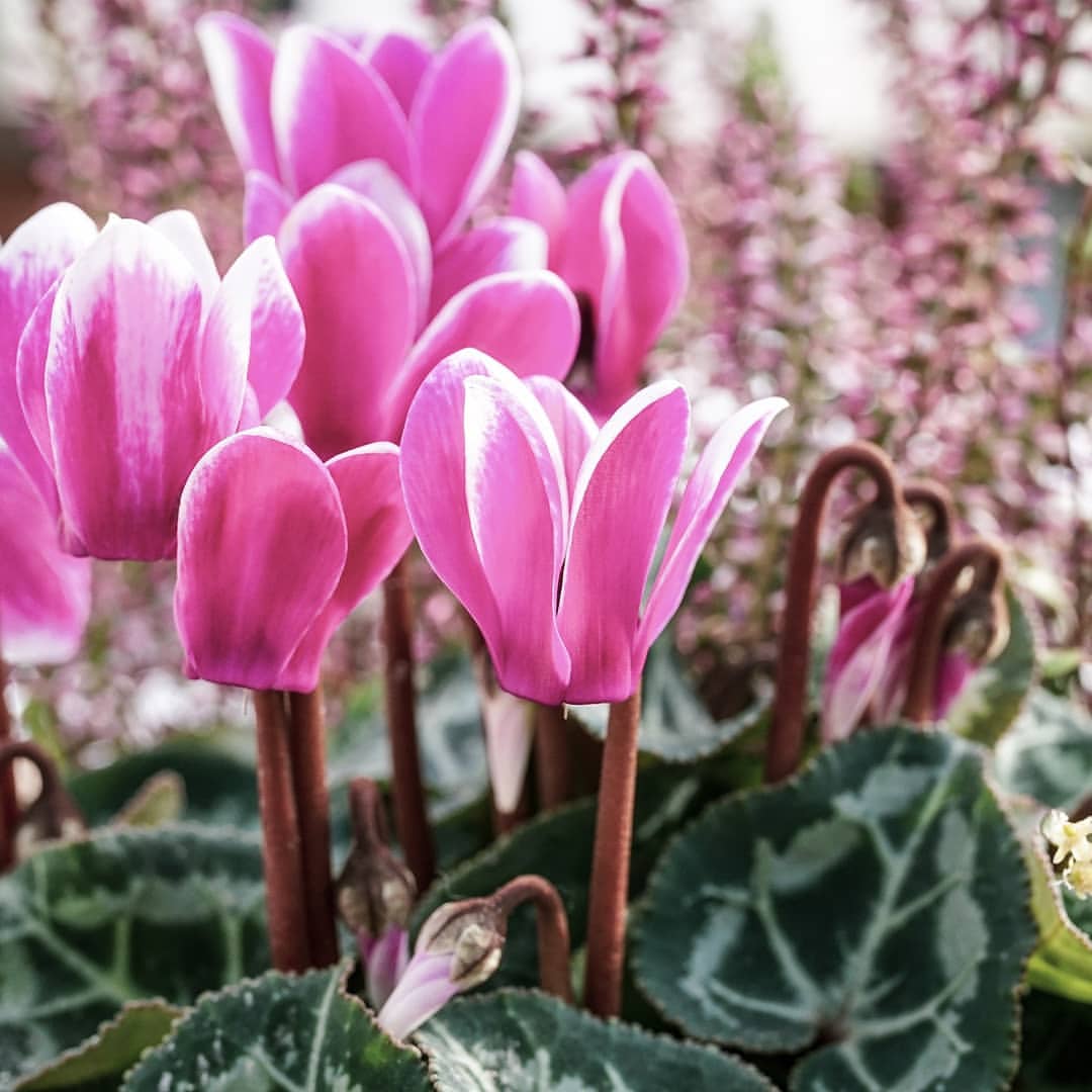 Cyclamen the classi