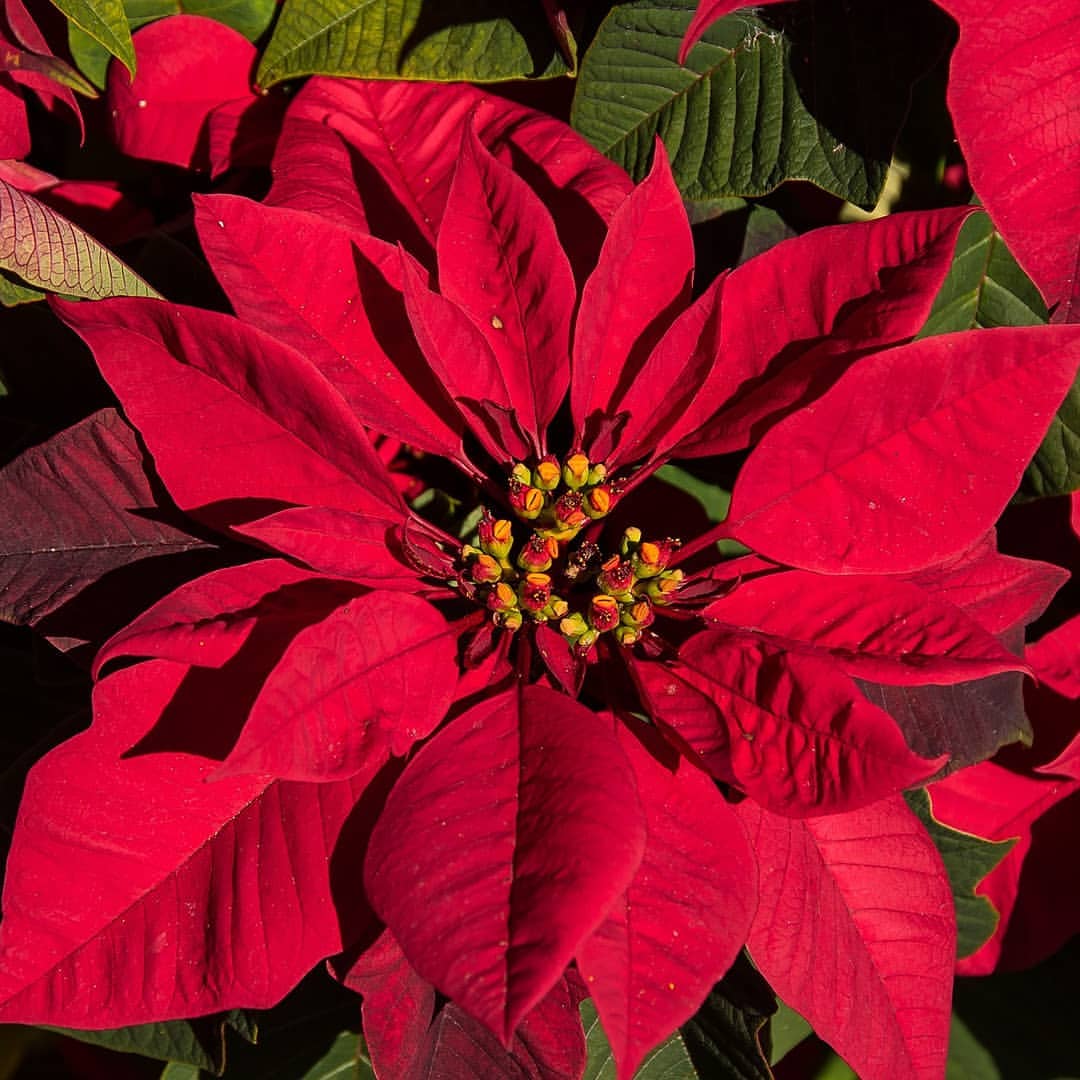 The bright red of th