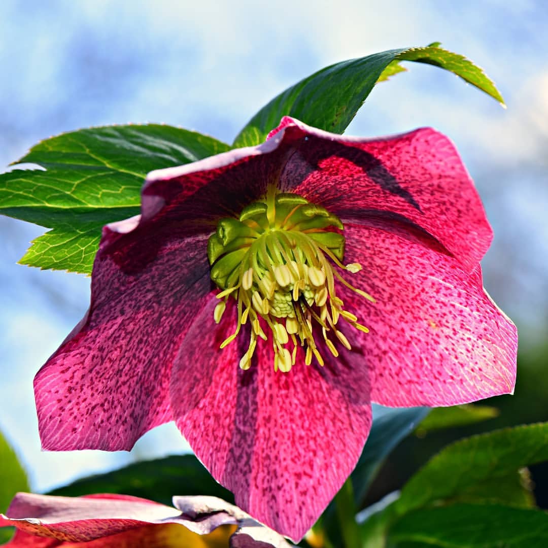 The Christmas rose b