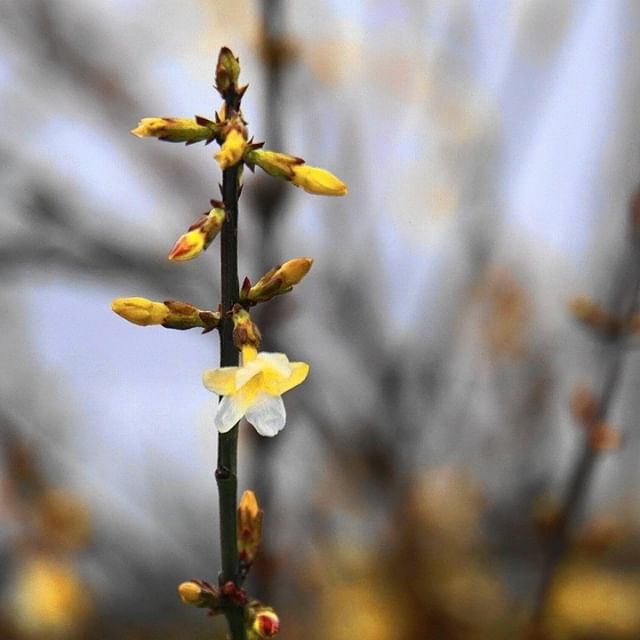 In mild winters it c