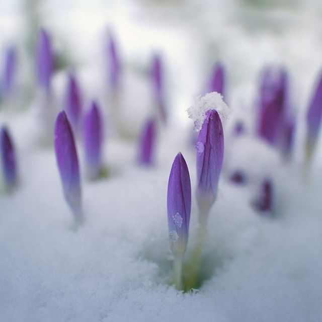 In the winter it is