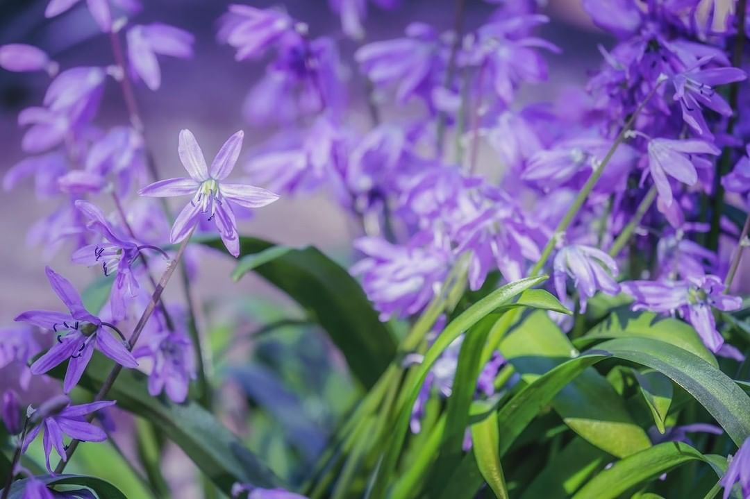 The star hyacinth is