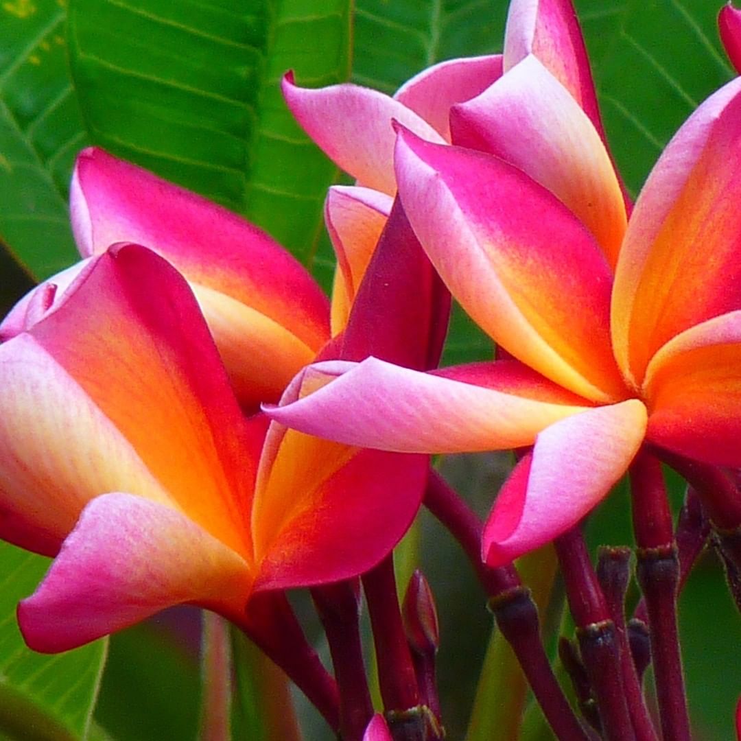 Aloha The flower pe