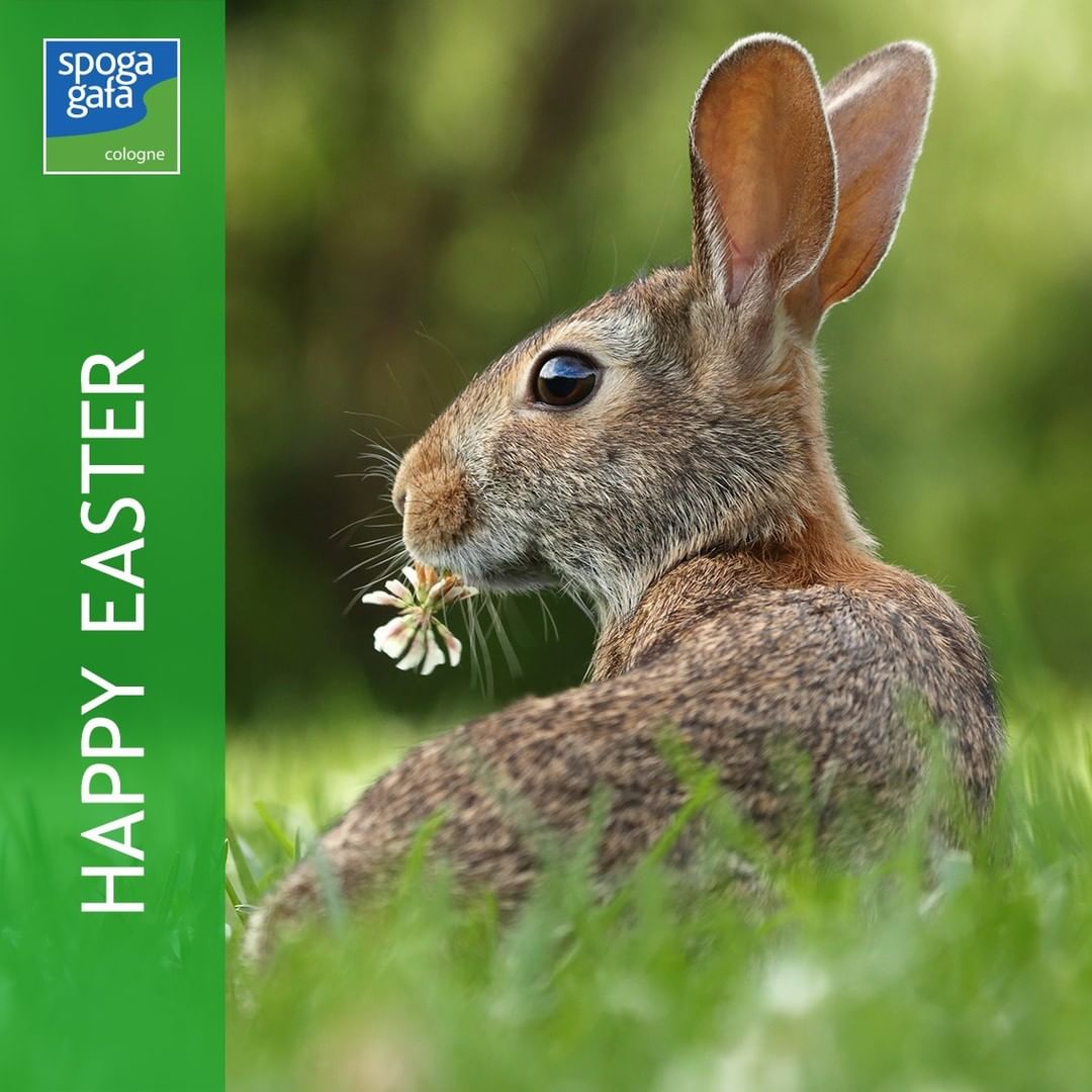 Happy Easter D