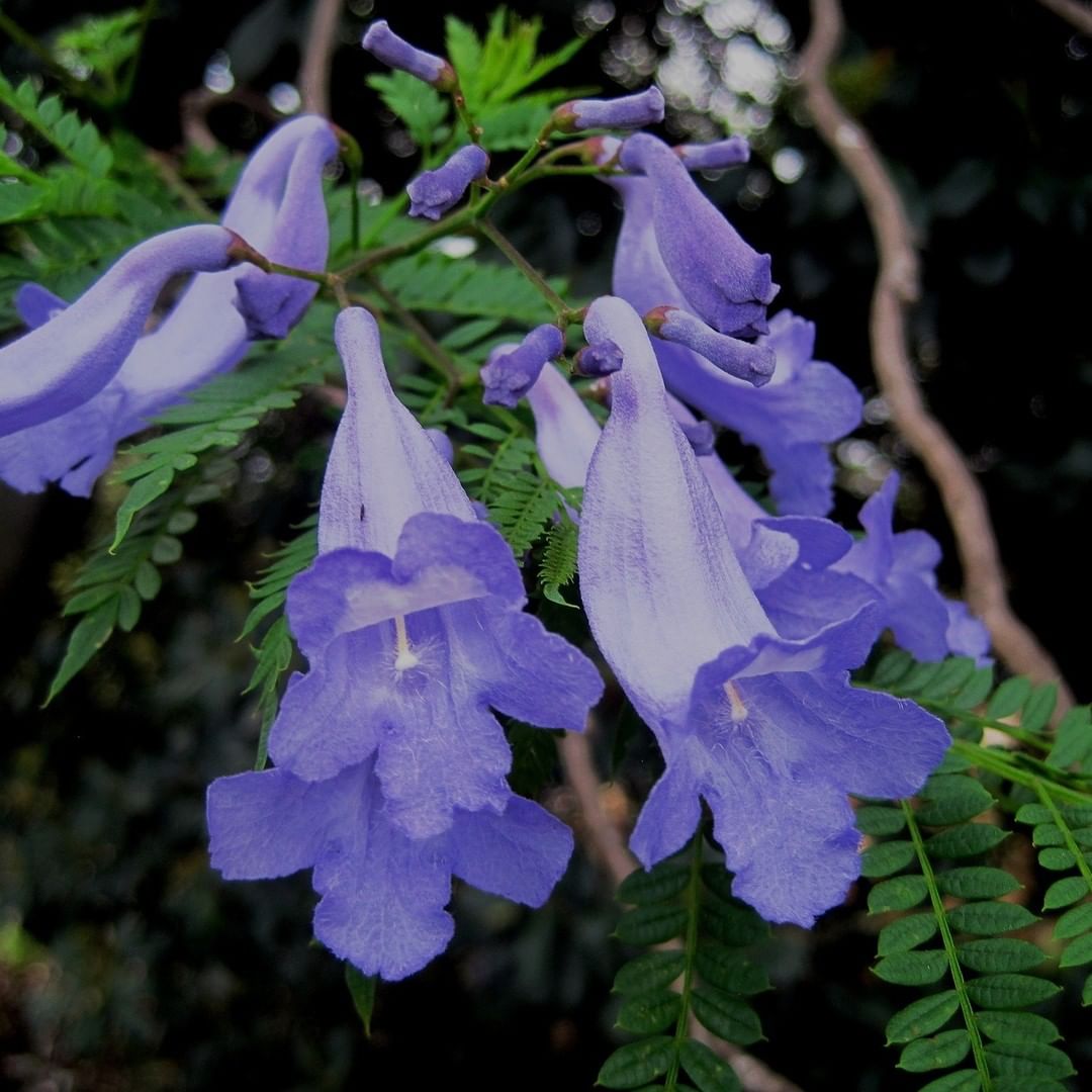 Its striking violet 