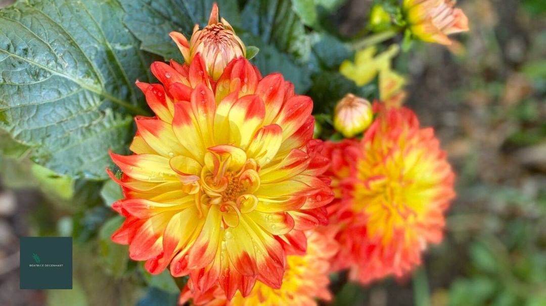 Sage dahlias savou