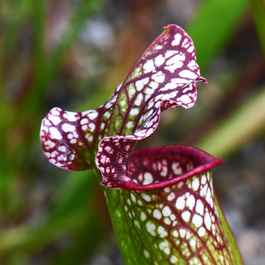 The carnivorous purp