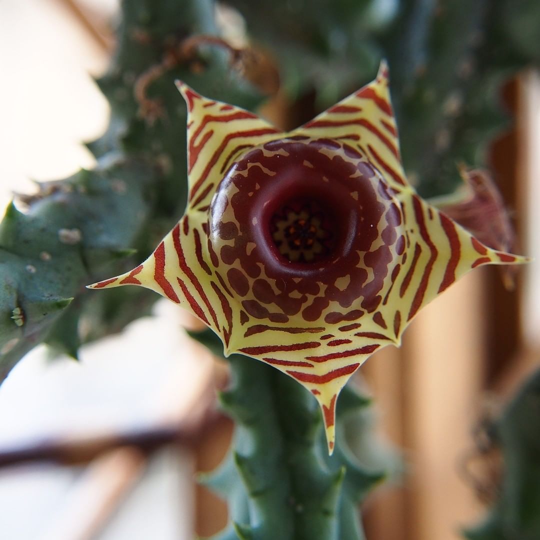 The huernia zebrina 